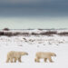 Churchill Polar Bears