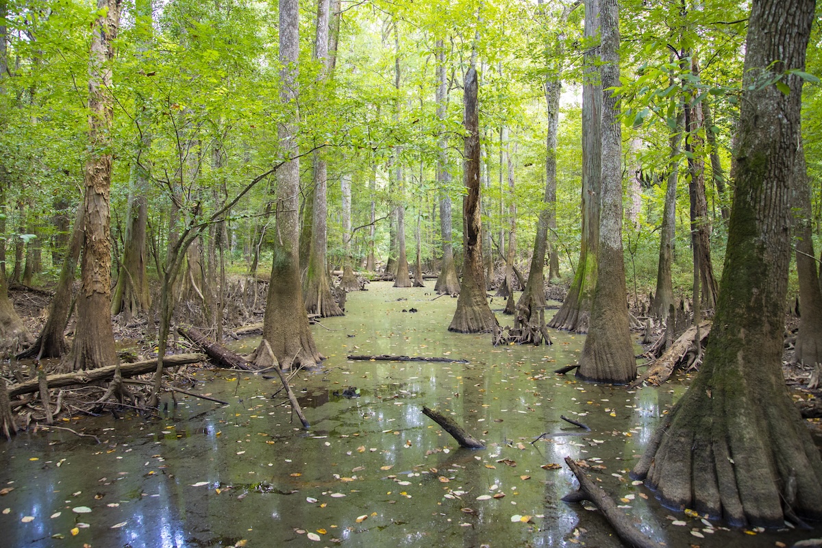 Congaree National Park